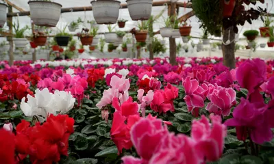 Flower greenhouse, Iuliana Vedi
