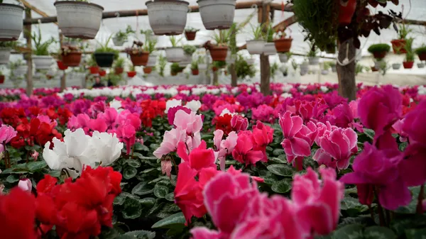Vedi family greenhouse produces flowers and ornamental plants that reach clients across Romania