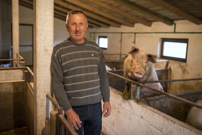 Slavko Mesulic svinjogojstvo