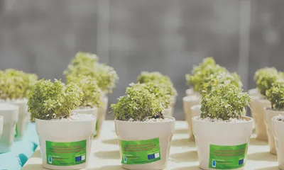 Mia Milia plant Nicosia